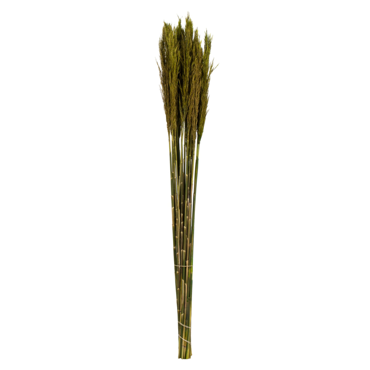 36 Inch  Green Plume Reed Bundle 7Oz