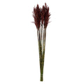 36 Inch  Merlot Plume Reed Bundle 7Oz