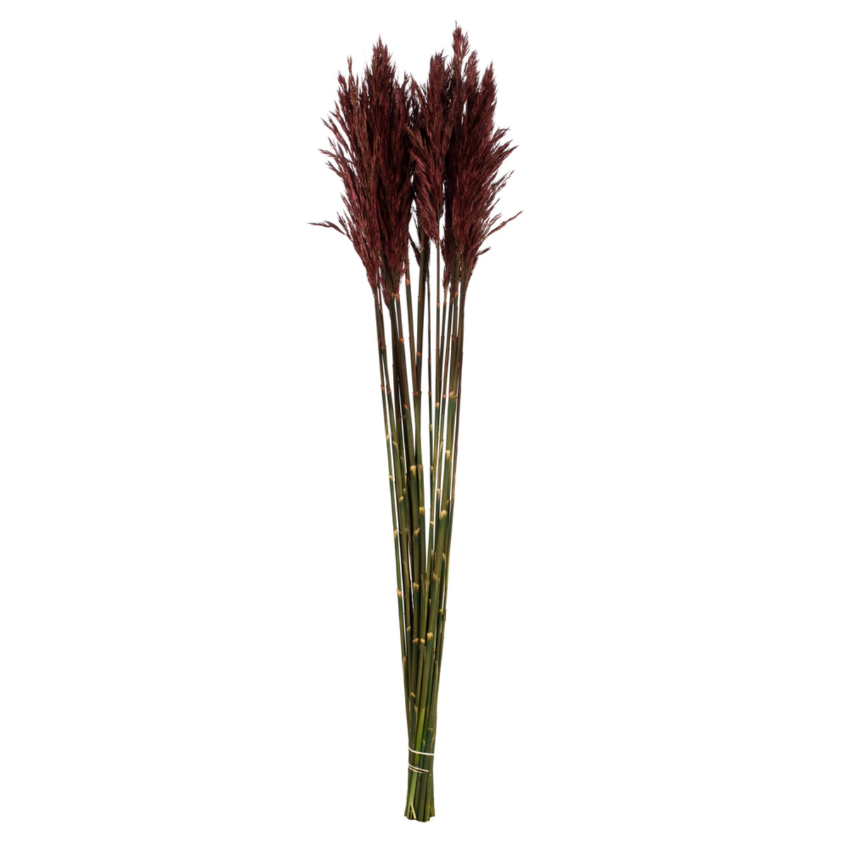 36 Inch  Merlot Plume Reed Bundle 7Oz