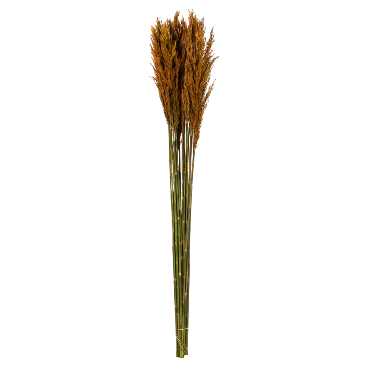 36 Inch  Autumn Plume Reed Bundle 7Oz