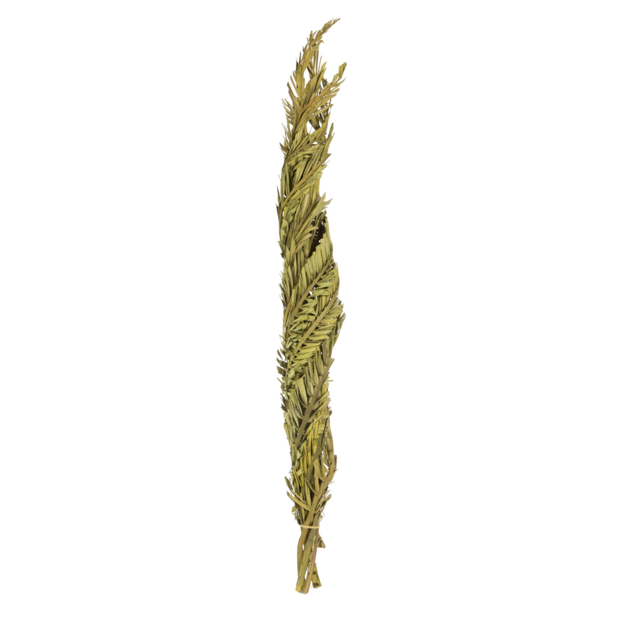 4048 Inch  Twisted Basil Coco Palm 6/Pk