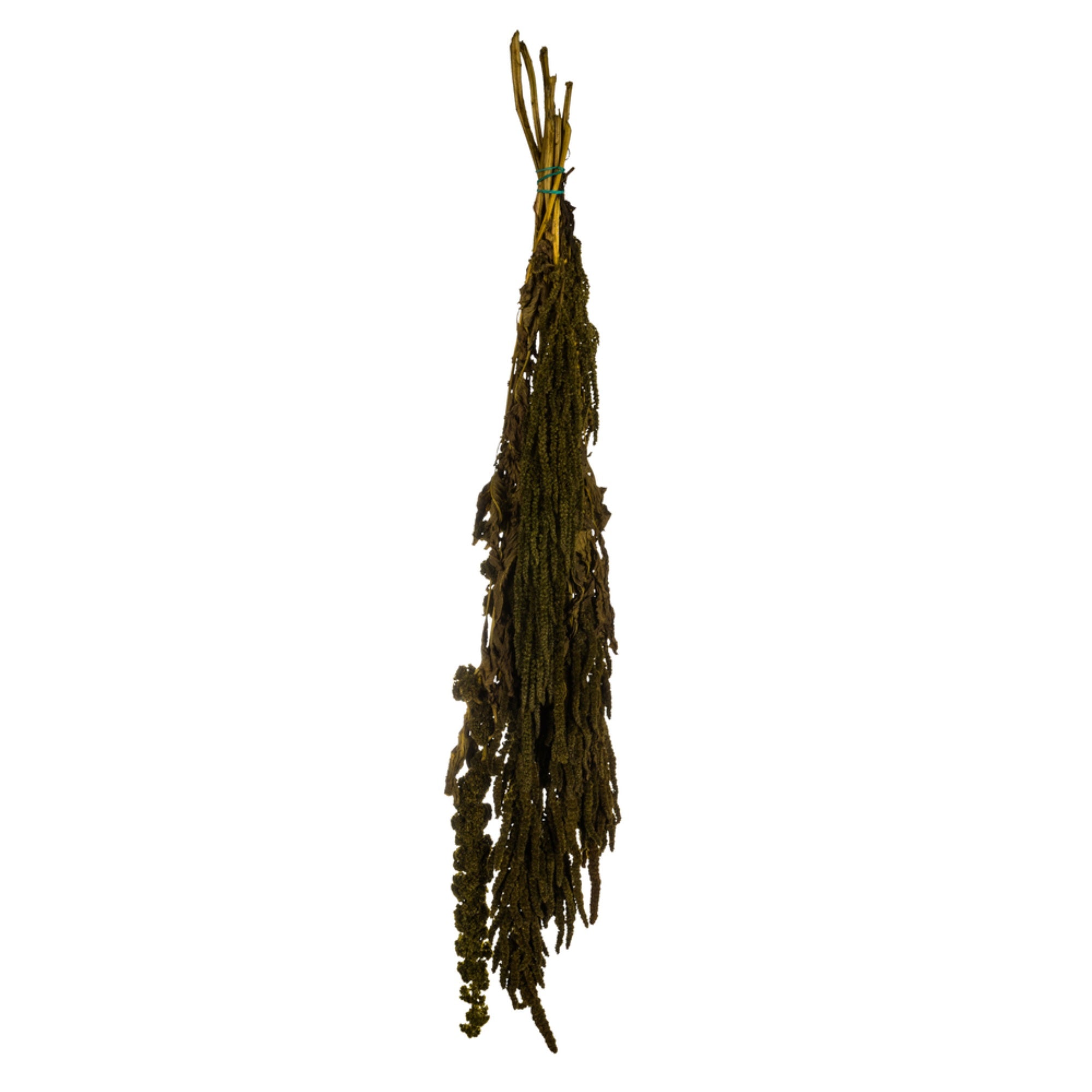 30 Light Green Amaranthus Bundle 7oz