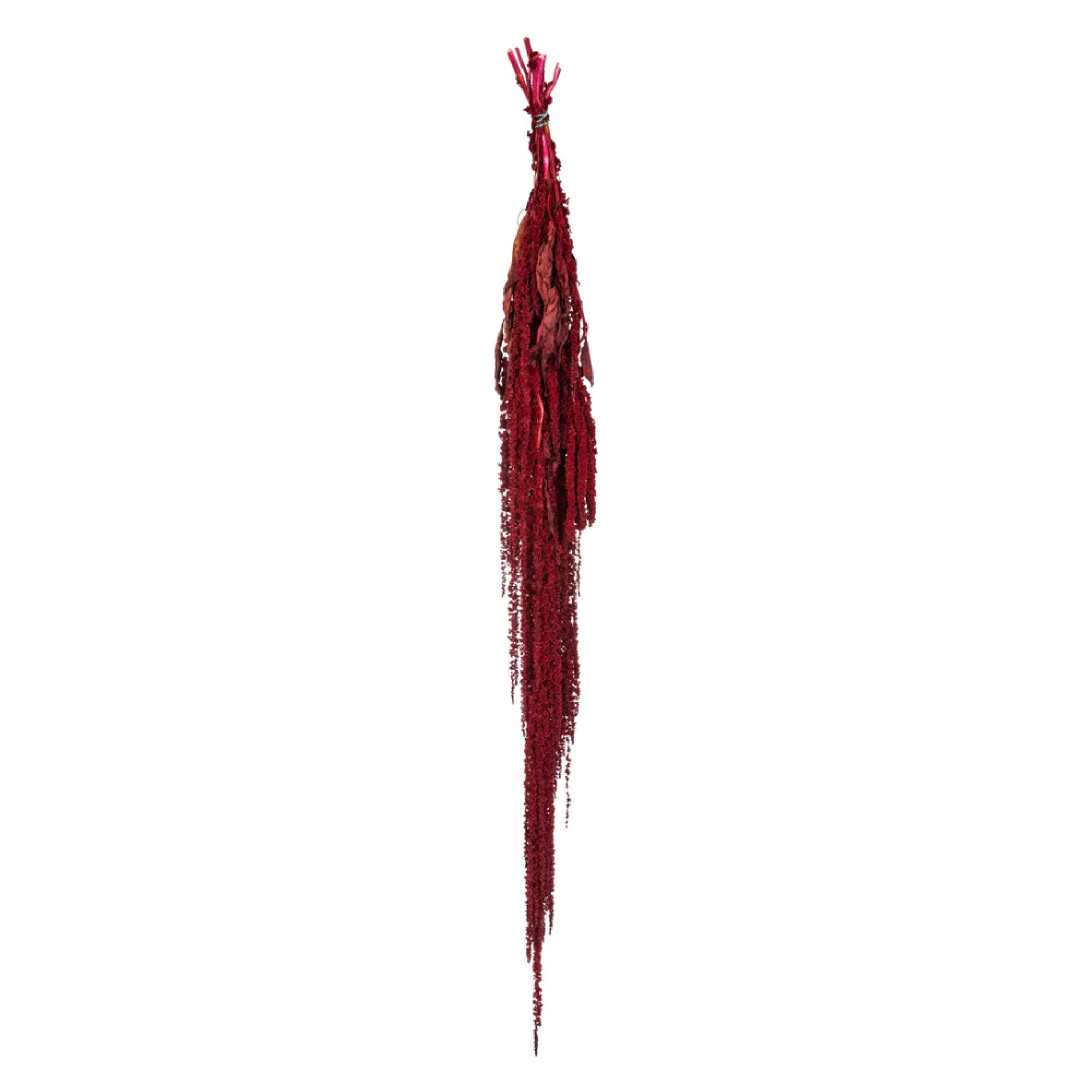 30 Merlot Amaranthus Bundle 7oz