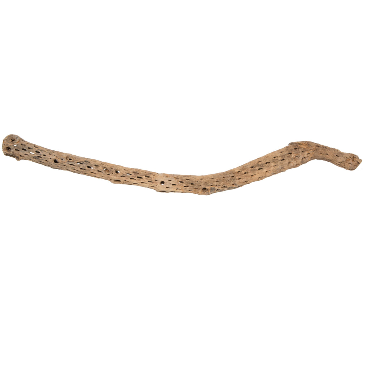 3641 Inch  Cholla Natural  1Pc