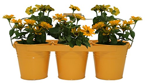 Houston International Trading 8333E Saff Enameled Galvanized Triple Planter With Wood Handle For 6.5 Pots  Saffron