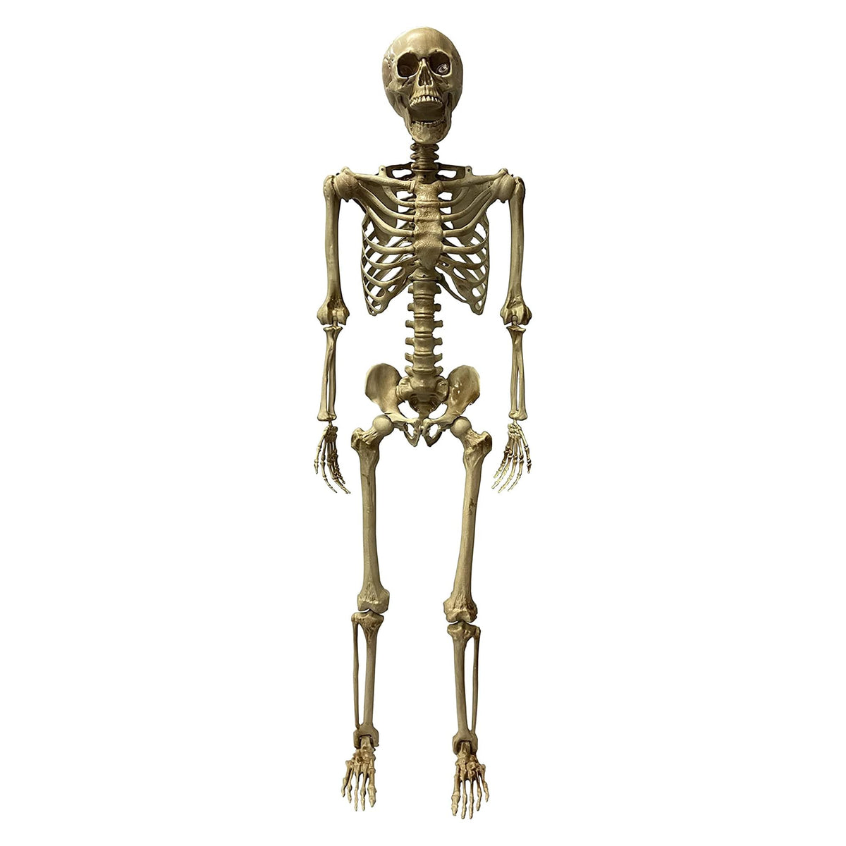 Deluxe 5 Foot Poseable Skeleton Halloween Decoration