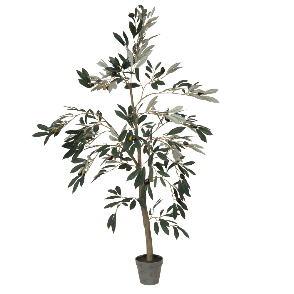 Vickerman 4 Potted Olive Tree 408 Lvs  Tb180548