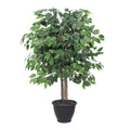 4 Ficus Bush In Gray Plastic Pot