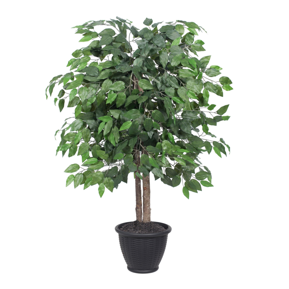 4 Ficus Bush In Gray Plastic Pot