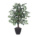 4 Variegated Ficus Bush In Gray Pot