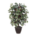 4 Capensia Bush In Brown Plastic Pot