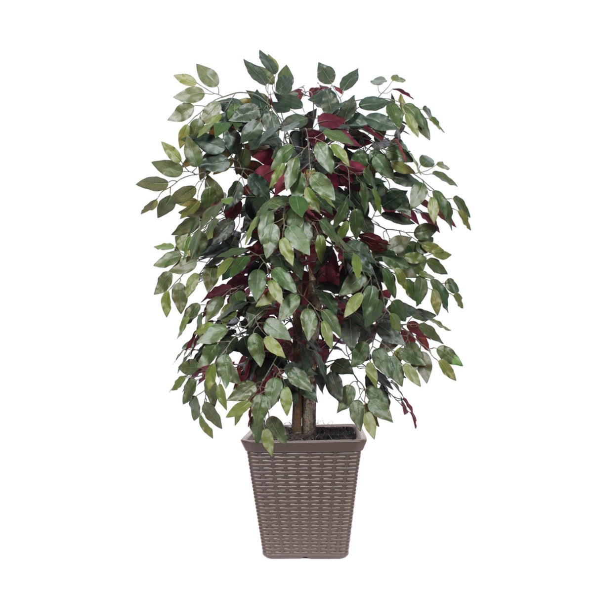 4 Capensia Bush Square Brown Container