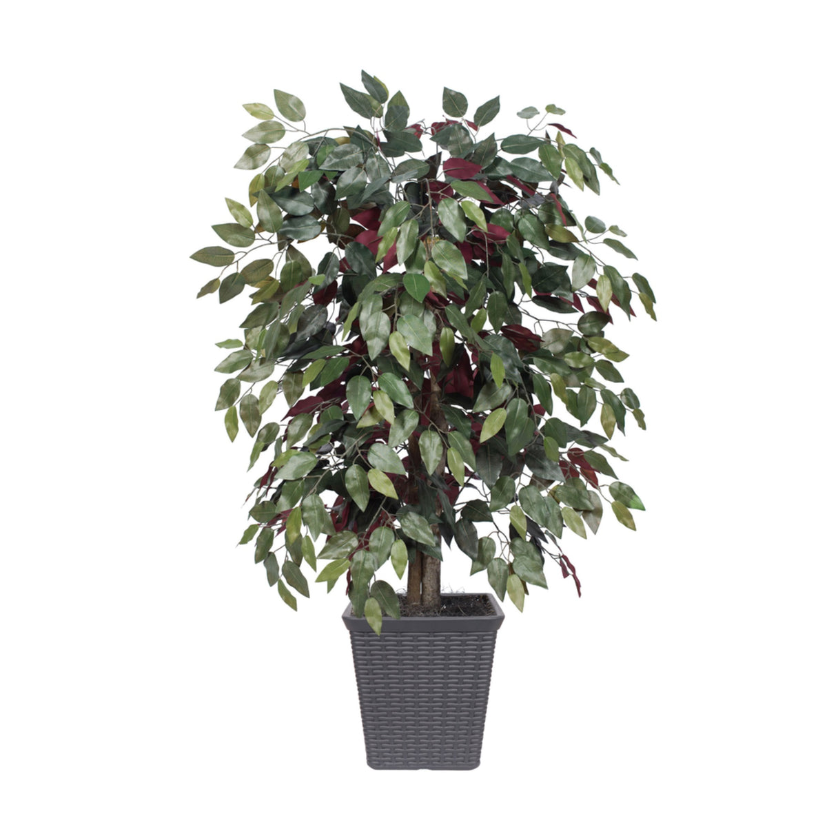 4 Capensia Bush Square Gray Container