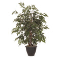 4 Ming Aralia Bush In Brown Plastic Pot