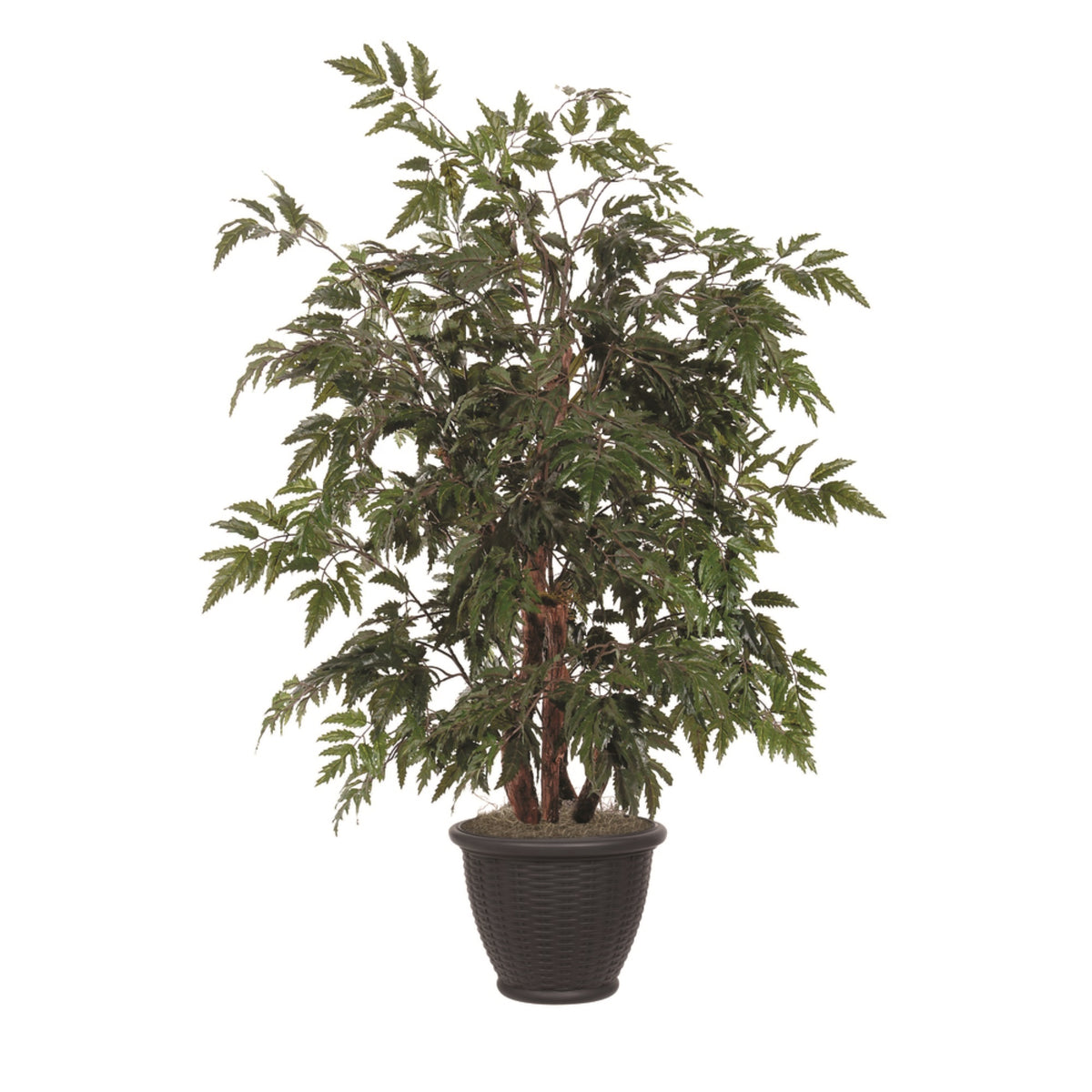 4 Ming Aralia Bush In Brown Plastic Pot