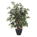 4 Ming Aralia Bush In Gray Plastic Pot