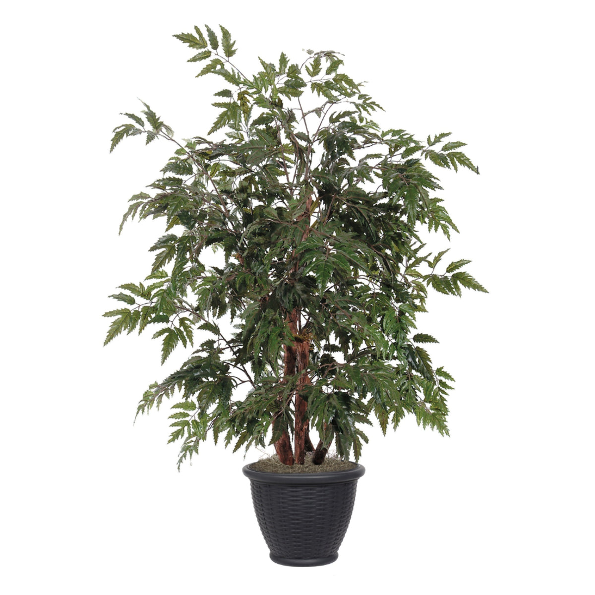 4 Ming Aralia Bush In Gray Plastic Pot