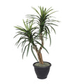 4 Marginata Bush In Gray Plastic Pot