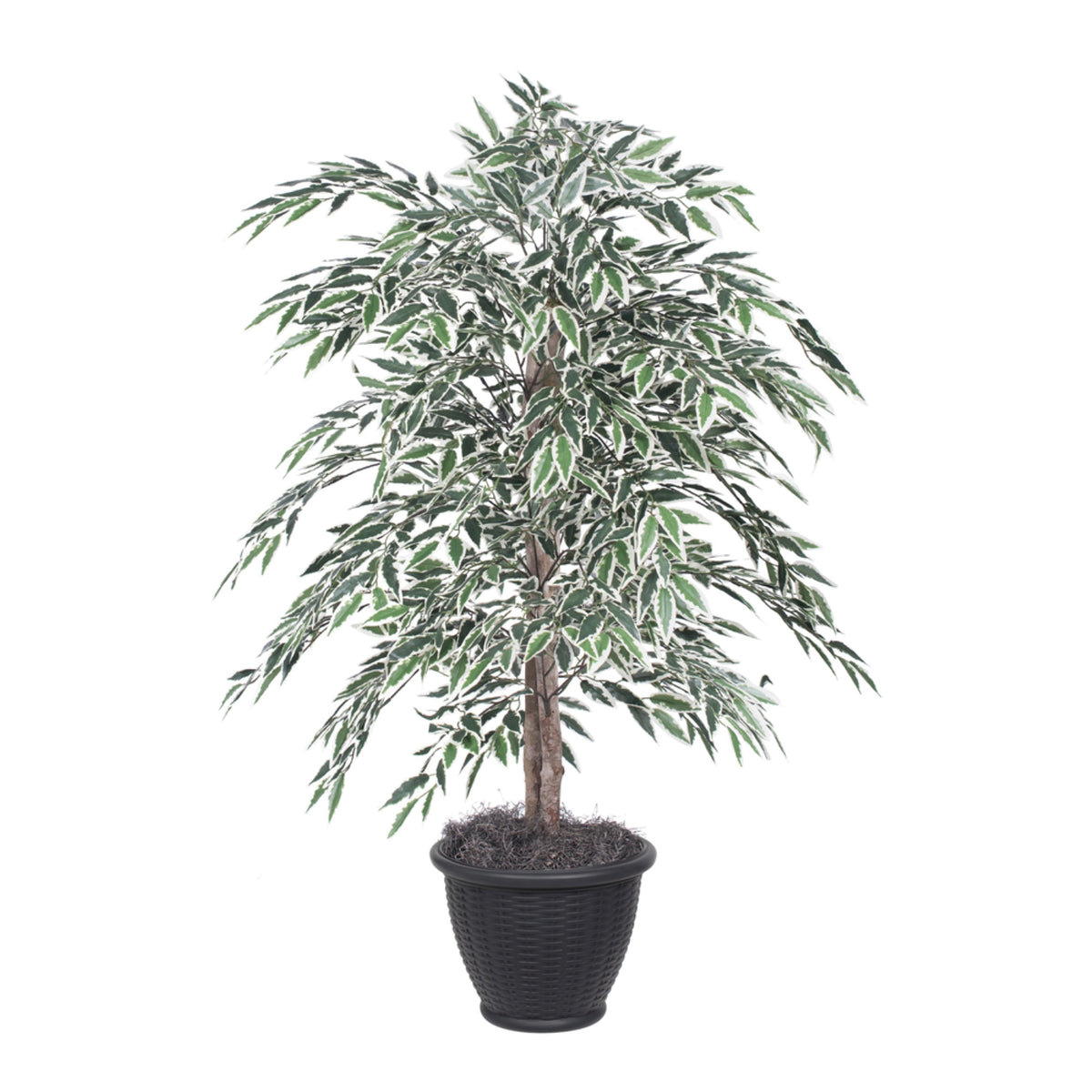 4 Variegated Smilax Bush In Gray Pot