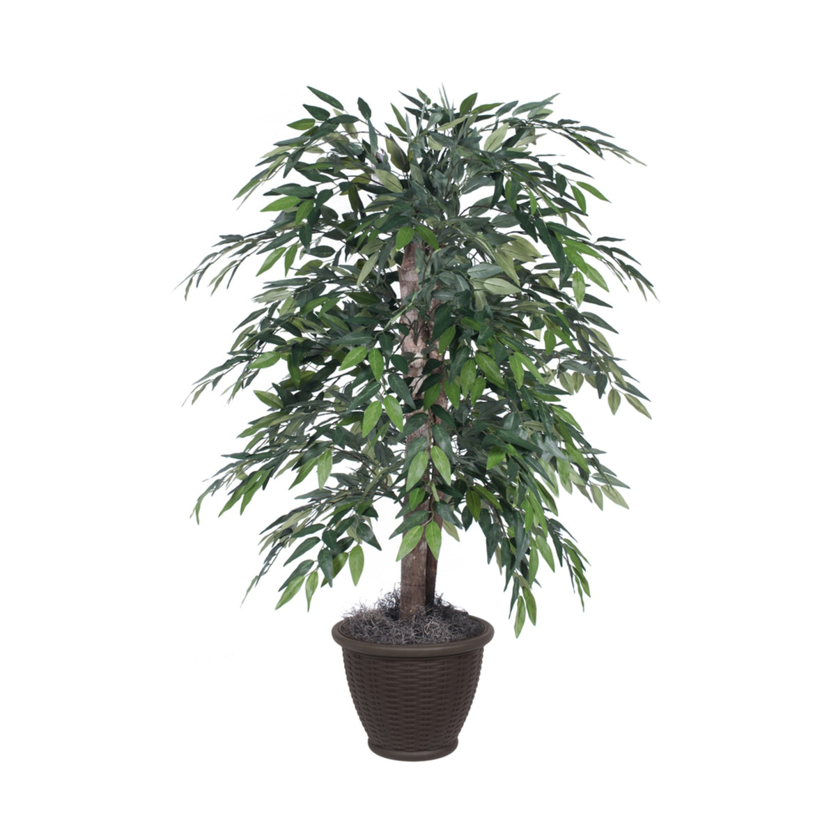 4 Green Smilax Bush In Brown Plasticpot