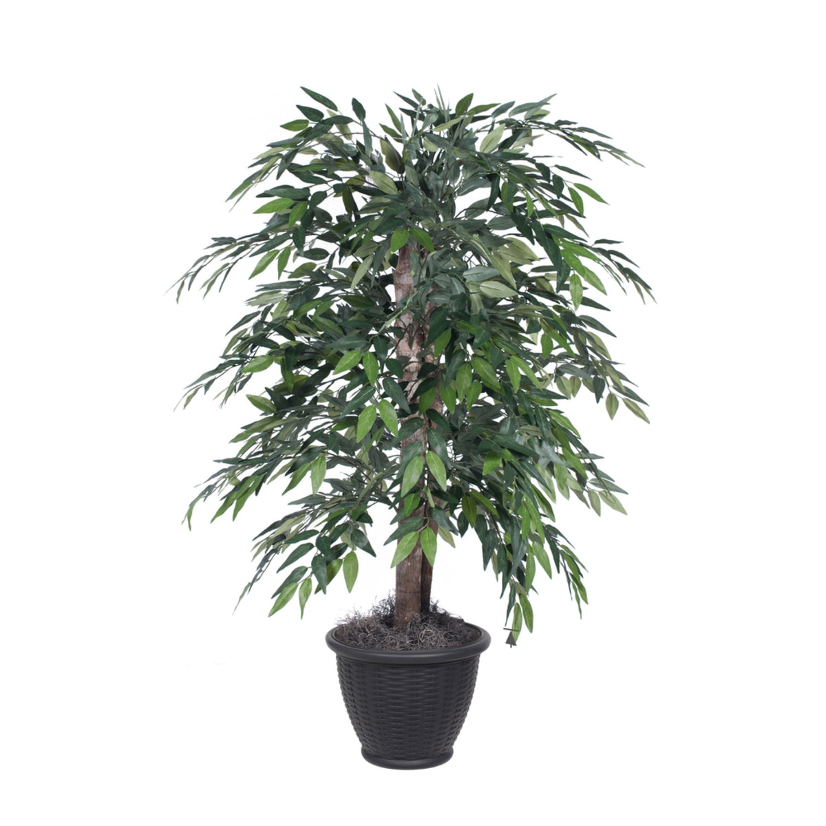 4 Green Smilax Bush In Gray Plastic Pot