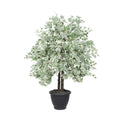 4 Silver Maple Bush In Gray Plastic Pot