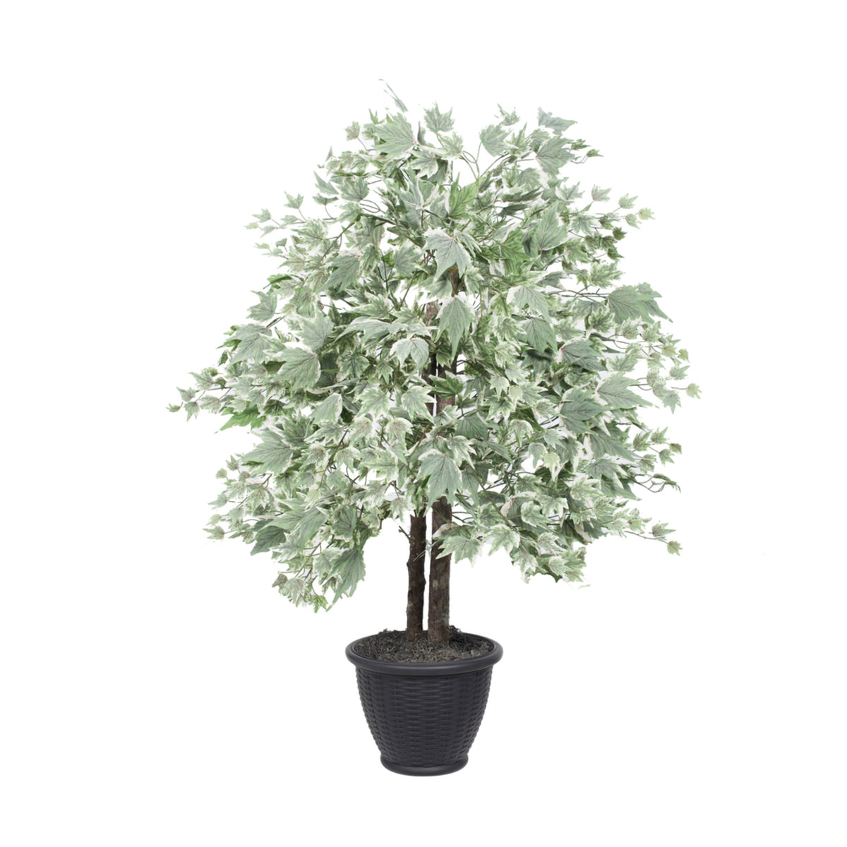 4 Silver Maple Bush In Gray Plastic Pot