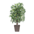 4 Japanese Maple Square Brown Cont
