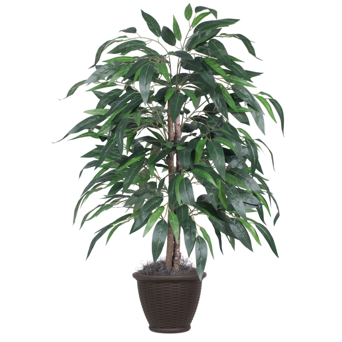 4 Mango Bush In Brown Plastic Pot