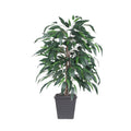 4 Mango Bush Square Gray Container
