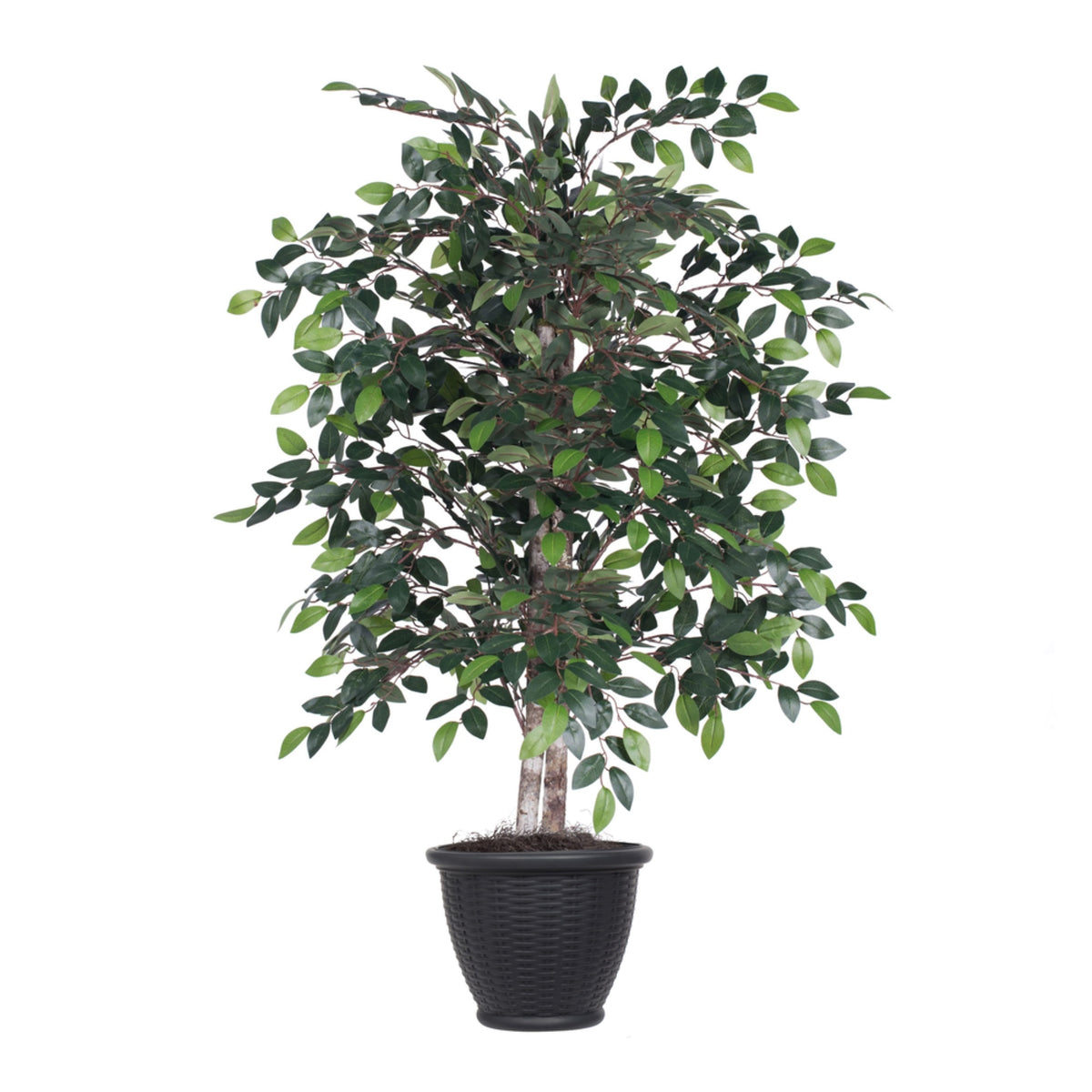 4 Mini Ficus Bush In Gray Plastic Pot