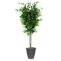 6 Ficus Deluxe Round Gray Container