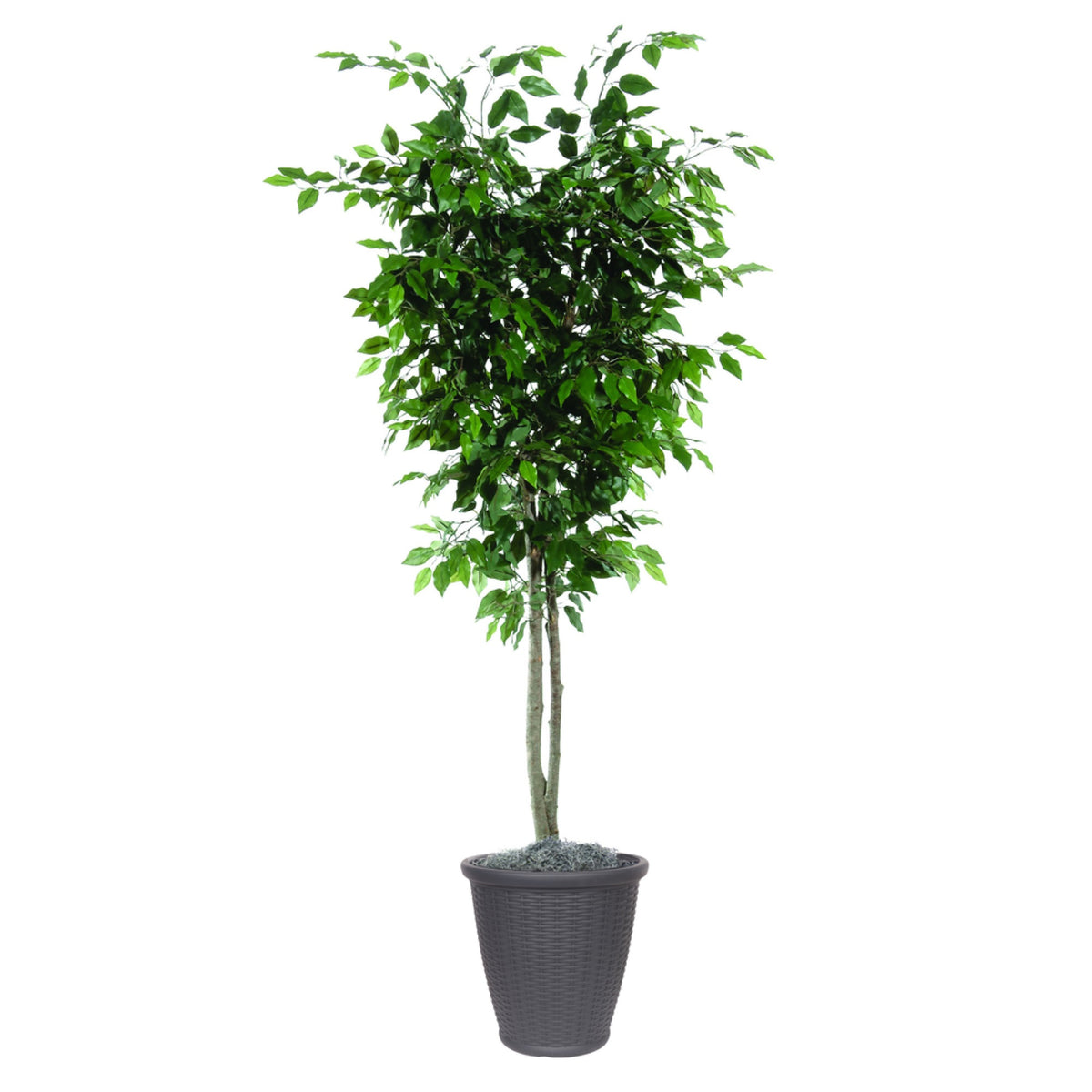 6 Ficus Deluxe Round Gray Container