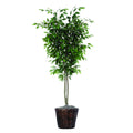 Vickerman 6 Ficus Deluxe  Tdx0160