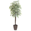 6 Varigated Smilax Deluxe Rnd Brown