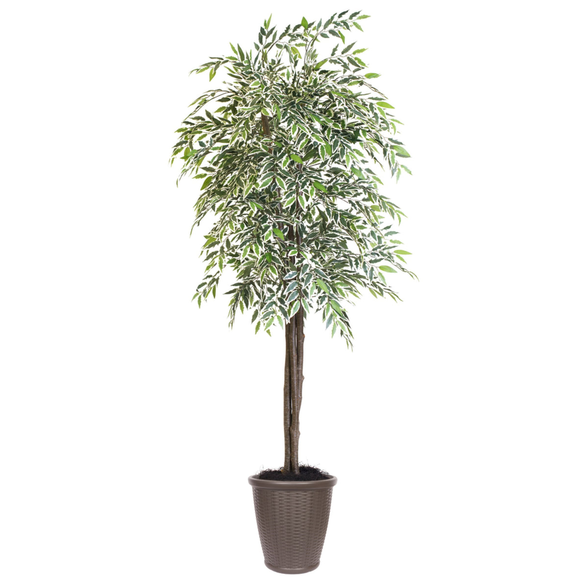6 Varigated Smilax Deluxe Rnd Brown