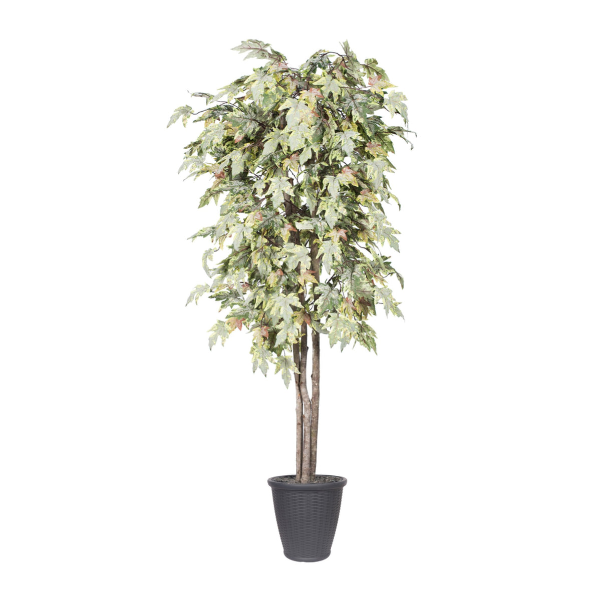 6 Frosted Maple Deluxe Round Gray Cont