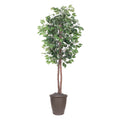 6 Ficus Tree Round Brown Container