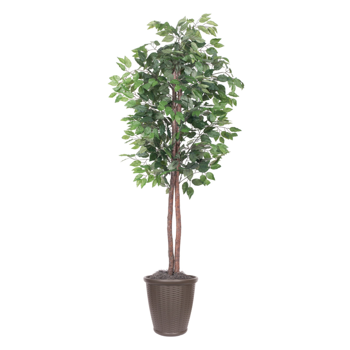 6 Ficus Tree Round Brown Container