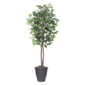 6 Ficus Tree Round Gray Container