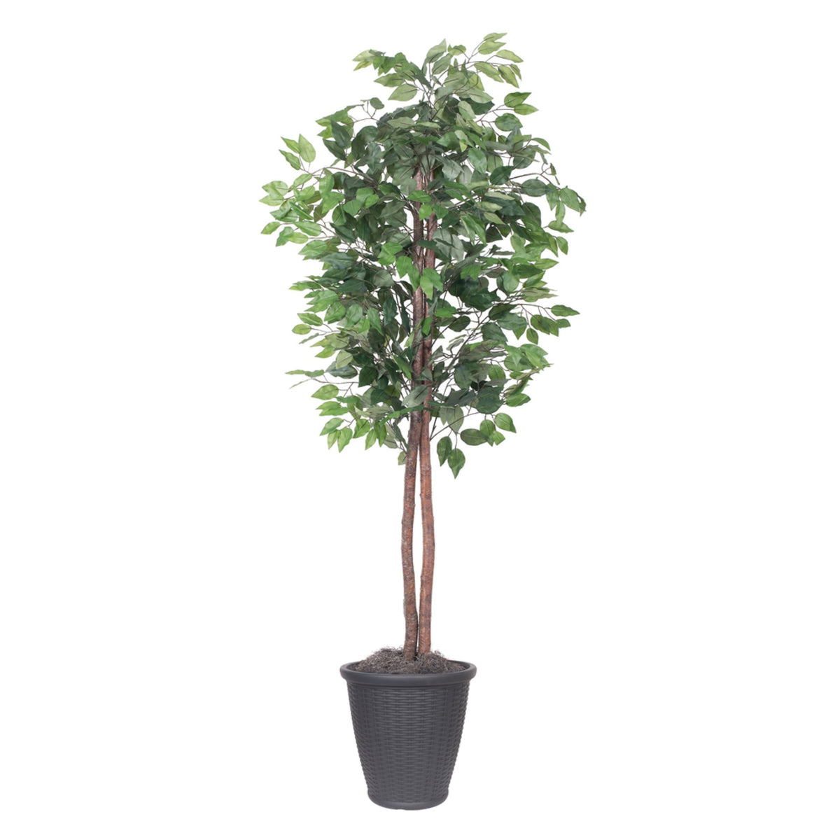 6 Ficus Tree Round Gray Container
