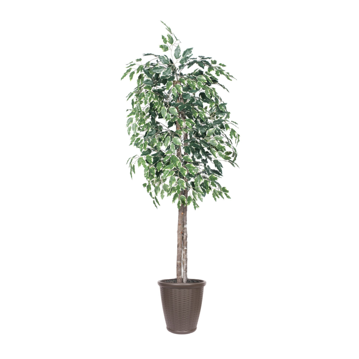 6 Variegated Ficus Tree Rnd Brown Cont