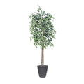 6 Variegated Ficus Tree Round Gray Cont