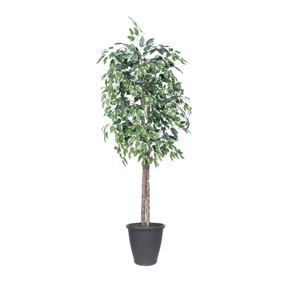 6 Variegated Ficus Tree Round Gray Cont