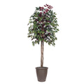 6 Capensia Tree Round Brown Container