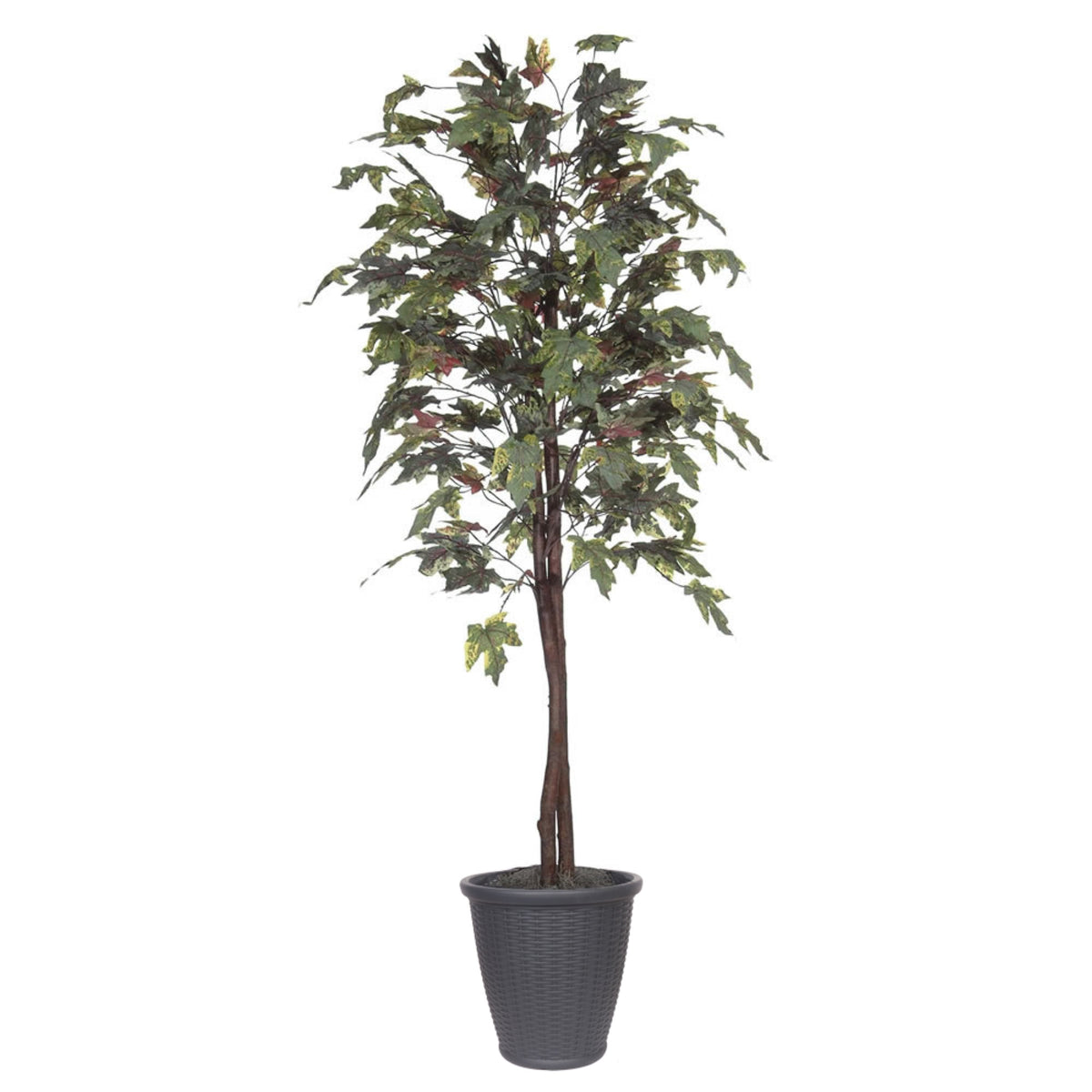 6 Frosted Maple Tree Round Gray Cont