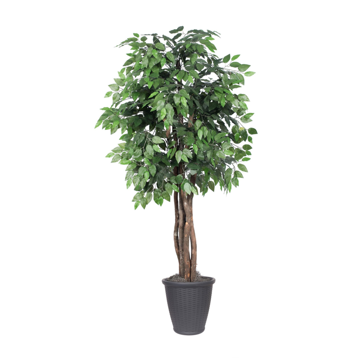 6 Ficus Executive Round Gray Container