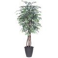 6 Variegated Ficus Executive Rnd Gray