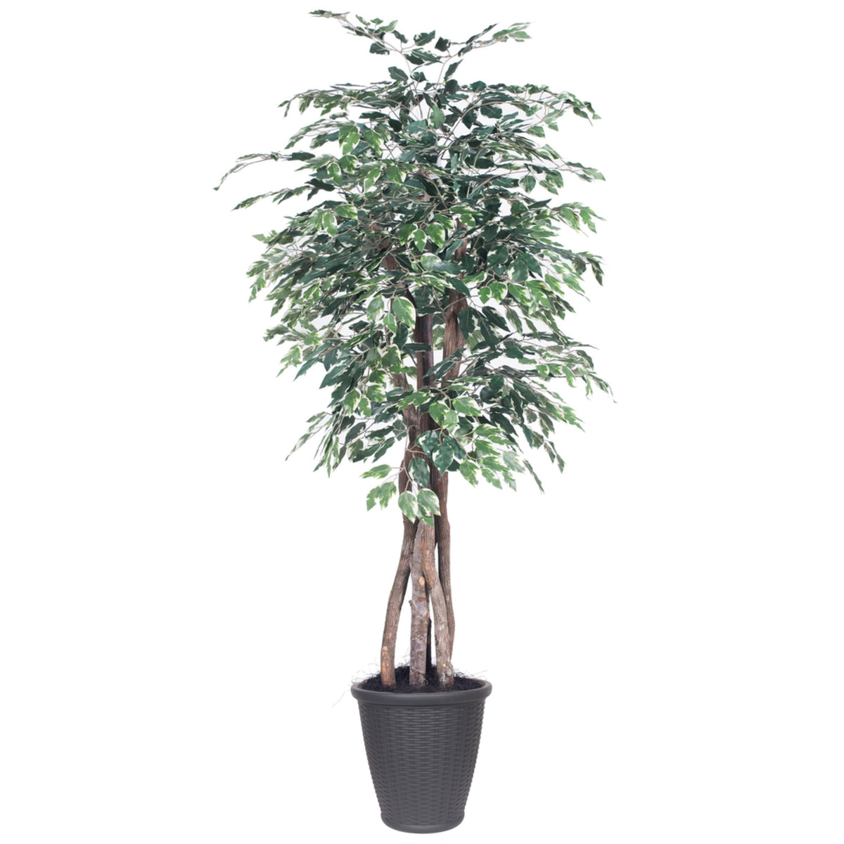 6 Variegated Ficus Executive Rnd Gray