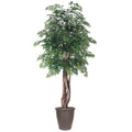 6 Ming Aralia Executive Rnd Brown Cont